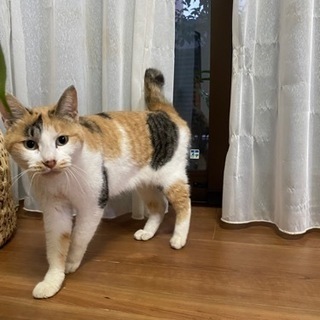 三毛猫ちゃん 1歳10ヶ月 避妊済み − 東京都