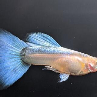 愛知県の中古金魚が無料 格安で買える ジモティー 愛知県の中古金魚が無料 格安で買える ジモティー