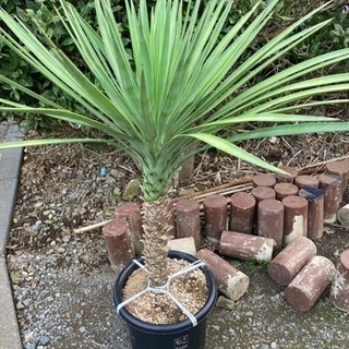 ユッカアロイフォリア