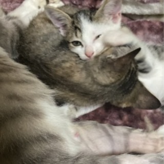 岡山県 津山市の里親募集｜ジモティー