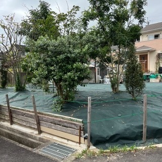 花や果実を楽しめるフェイジョアの魅力 2