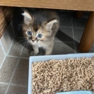 生後約1ヶ月　メスの子猫の里親募集 − 沖縄県