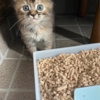 生後約1ヶ月　メスの子猫の里親募集 - 宜野湾市