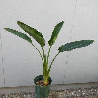 【ネット決済】観葉植物　ストレチア鉢植え