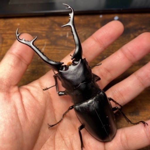 ギラファノコギリクワガタ 109mm ペア クワガタ カブトムシ