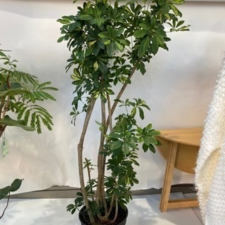 【ネット決済】シェフレラホンコン カポック  観葉植物