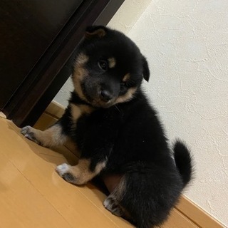 柴犬子犬 − 千葉県