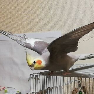 ペットのオカメインコを探しています