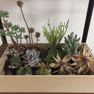 観葉植物（箱付き）