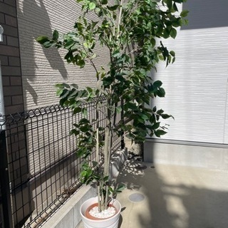 【ネット決済】人工樹木(180cm位)