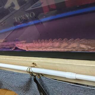 その他 熱帯魚ｺﾝｷﾞｸｽ ﾜｲﾙﾄﾞ36㌢ ﾎﾟﾘﾌﾟ