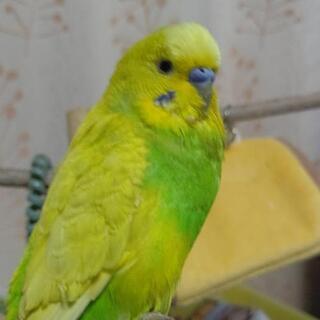 大阪府のインコ 助け合い ジモティー