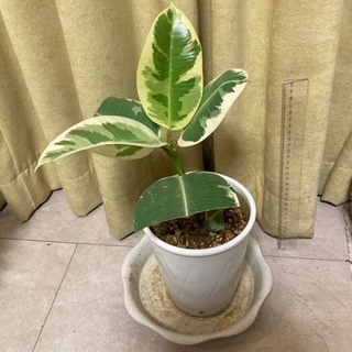 インドゴムノキ フィカス属 斑入り(45cm程度？)観葉植物