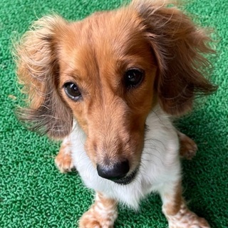 沖縄県の犬の里親募集 ジモティー