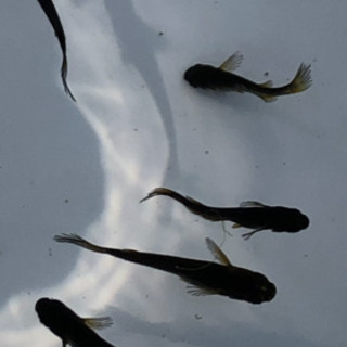 中古オロチヒレが無料 格安で買える ジモティー