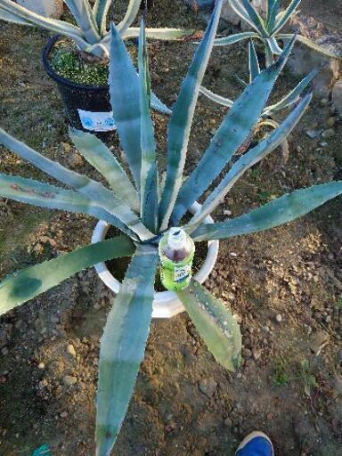 植物アガベアメリカーナ大株5