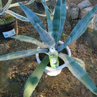 植物アガベアメリカーナ大株5