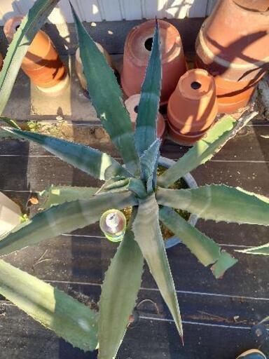 植物アガベアメリカーナ大株7