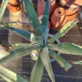 アガベ アメリカーナ大株 1 アガベ アメリカーナ 大株 1 綺麗！優良大株アガベ アメリカーナ