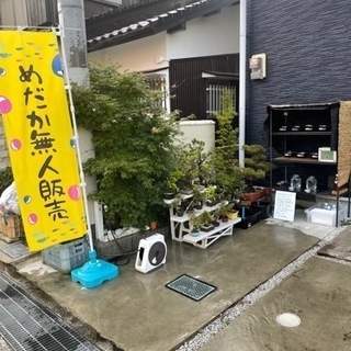 Last sale‼️ メダカ無人販売