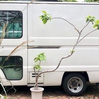 年季の入ったウンベラータです