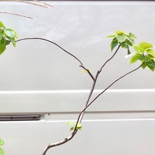 年季の入ったウンベラータです