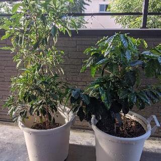 【ネット決済】ガジュマル、コーヒーの木　観葉植物2鉢