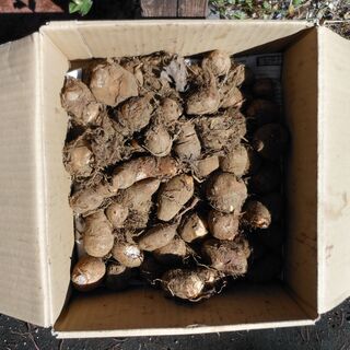 さつまいも 25kg かぼちゃ10個