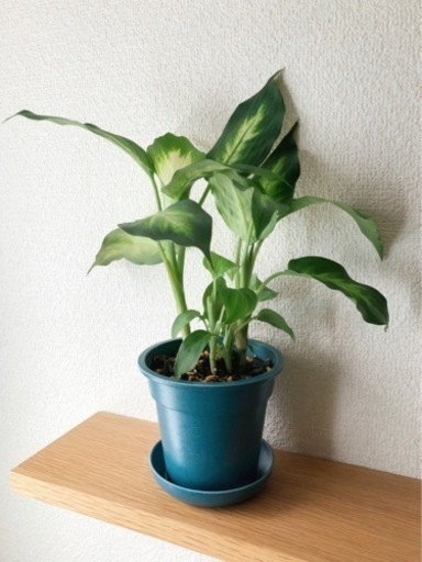 観葉植物　ディフェンバキア・カミーラ　29cm　ブルーカラーの3.5号の鉢と受け皿付き