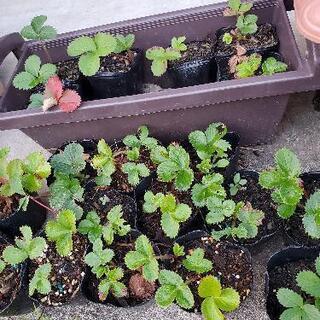 苺の苗🍓１株のお値段です