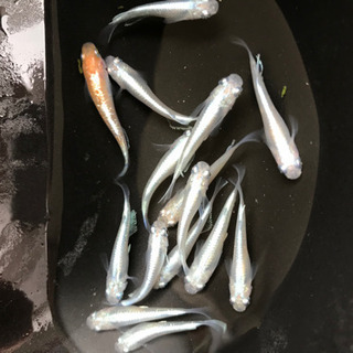 みゆきメダカ　稚魚40匹と卵100個くらいとゾウリムシ