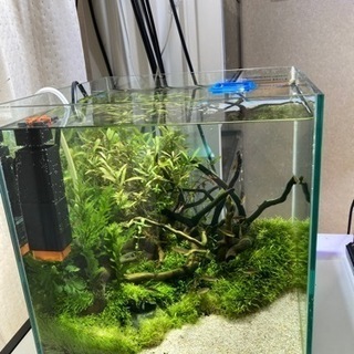 杜のメダカ30センチ水槽水草レイアウト完成品ネイチャーアクアリウム