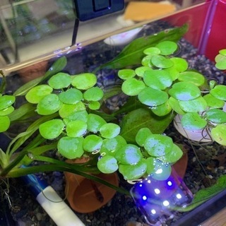 中古ウォーターバコパが無料 格安で買える ジモティー