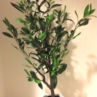 【ネット決済】フェイクグリーン　オリーブ　人工観葉植物　約82cm