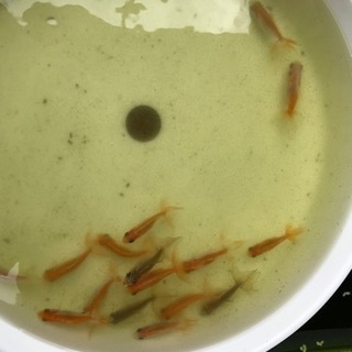 中古赤虫が無料・格安で買える！｜ジモティー