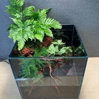 ☆杜のメダカメダカ飼育にオススメコケリウム・テラリウム完成品☆