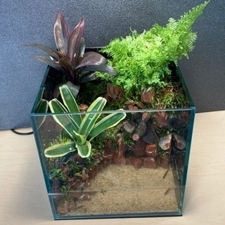 20㎝水槽で作成したレイアウトセット販売です。  もちろん新品水槽を使っています。  メダカ・タナゴ・ベタなどをいれて飼育して下さい！  配送中レイアウトが崩れる可能性ありますのでご了承下さい。  ※直接引き取り対応可能です。平日は21時以降で土日は午前中でお願いいたします。できるだけ日程は合わせます。  ※写っている生体は付きません。  めだか メダカ テラリウム コケリウム イモリウム イモリ 水槽 カエル アクアリウム テーブルアクアリウム 苔 コケ 植物