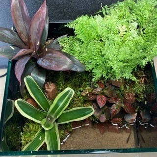 20㎝水槽で作成したレイアウトセット販売です。  もちろん新品水槽を使っています。  メダカ・タナゴ・ベタなどをいれて飼育して下さい！  配送中レイアウトが崩れる可能性ありますのでご了承下さい。  ※直接引き取り対応可能です。平日は21時以降で土日は午前中でお願いいたします。できるだけ日程は合わせます。  ※写っている生体は付きません。  めだか メダカ テラリウム コケリウム イモリウム イモリ 水槽 カエル アクアリウム テーブルアクアリウム 苔 コケ 植物