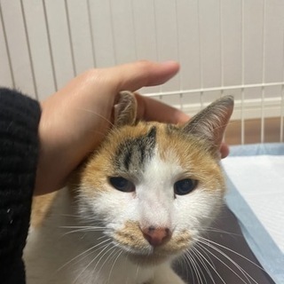 三毛猫ちゃん 1歳10ヶ月 避妊済み - 練馬区