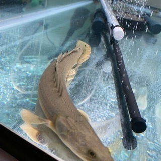 中古古代魚が無料 格安で買える ジモティー