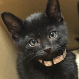 【里親様決まりました！】2か月の可愛い黒猫
