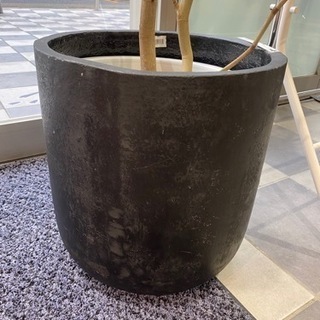 シーグレープ　観葉植物