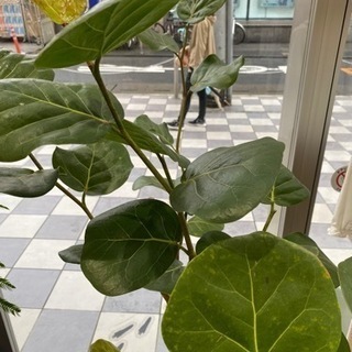 シーグレープ　観葉植物