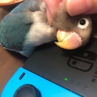 ボタンインコ(ブルー)里親募集 決まりました。