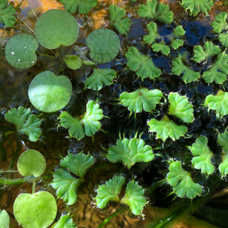 【ネット決済】【無農薬】水草　イチョウウキゴケ　20株