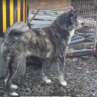 秋田犬　牡　虎毛　5歳6ヶ月　里親