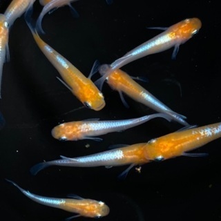 メダカ（寿）極上個体10匹プラスα…めだか