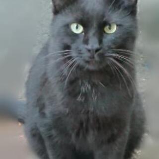 黒猫 元気な男の子 推定 一歳半くらい の画像