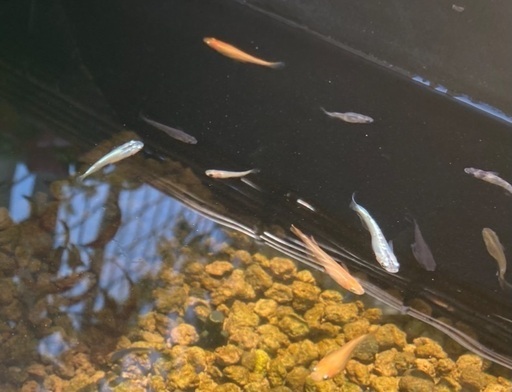 Mixメダカ めだか 10匹 ラメ入りや高級品種選外も Joy 大野城のその他の中古あげます 譲ります ジモティーで不用品の処分