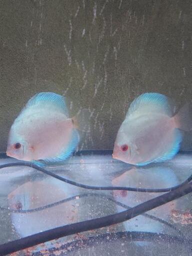 飼育できなくなった 熱帯魚 金魚 メダカ ザリガニ 引き取ります Rein 西衣山の手伝いたい 助けたいの助け合い ジモティー